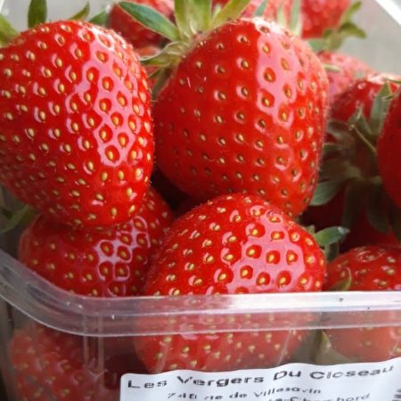 Fraises vergers des closeaux5 Fraises vergers des closeaux5